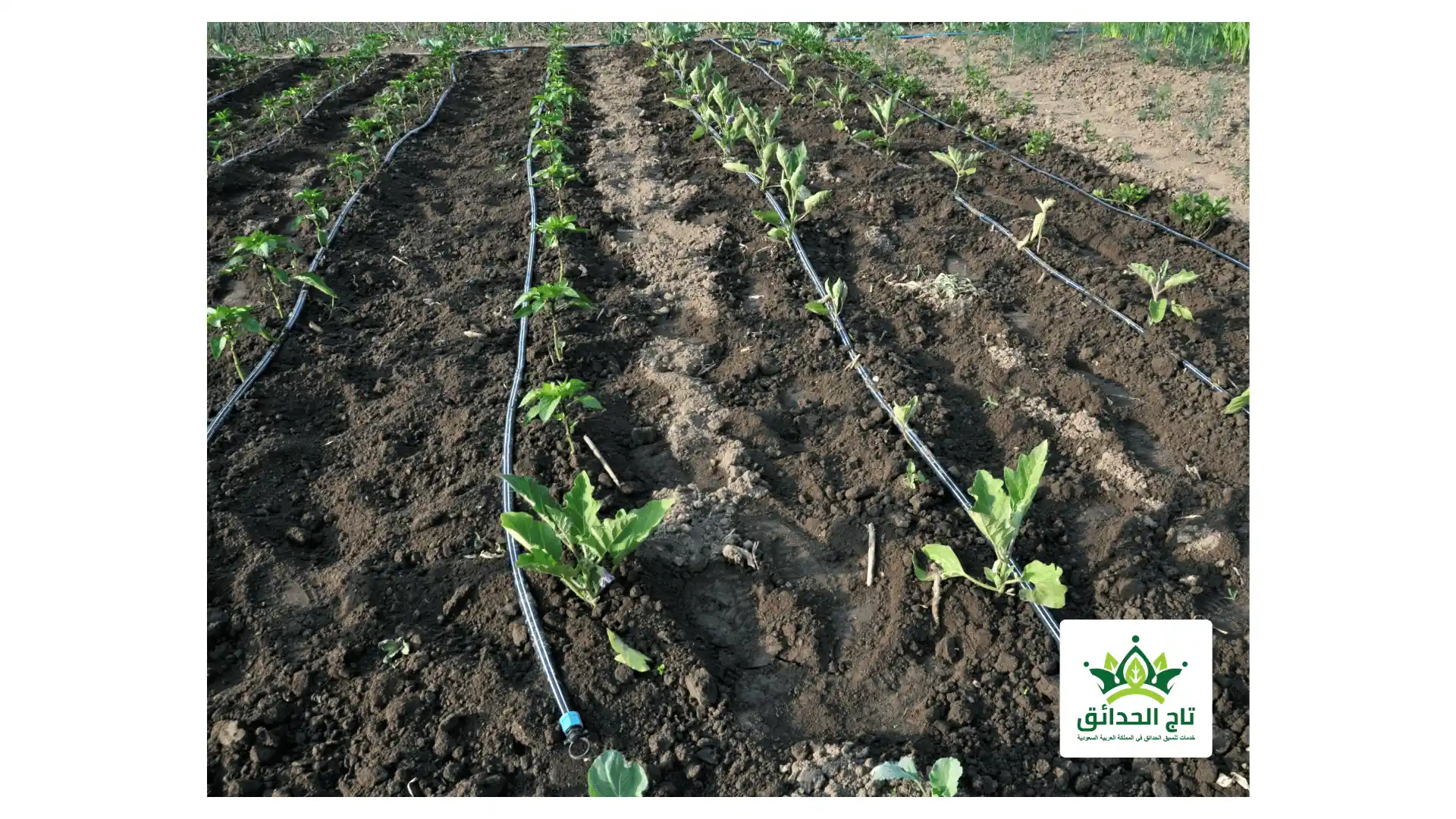 شبكة ري بالتنقيط