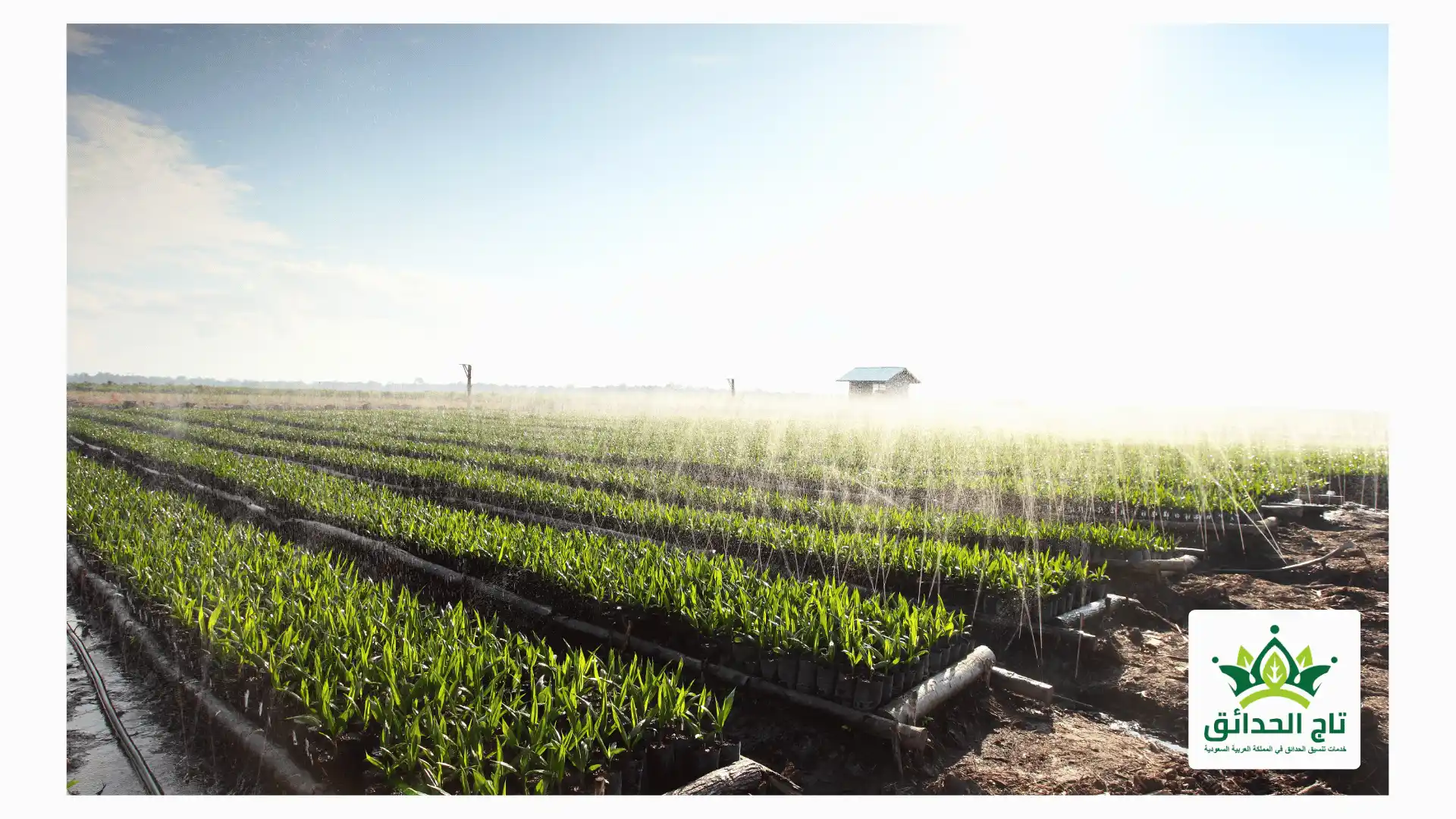 فسائل النخيل