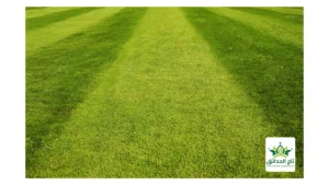 عشب الملاعب الطبيعي