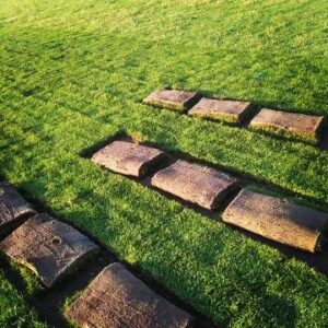 زراعة الثيل الطبيعي