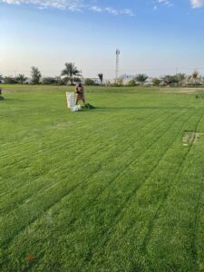 زراعة الثيل الطبيعي